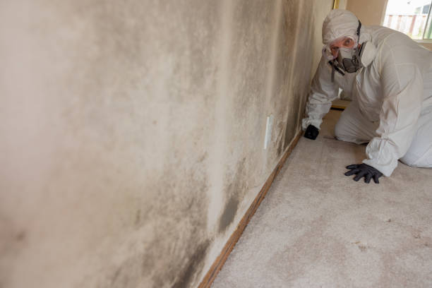Best Comprehensive Air Testing for Mold Contaminants  in La Habra Heights, CA